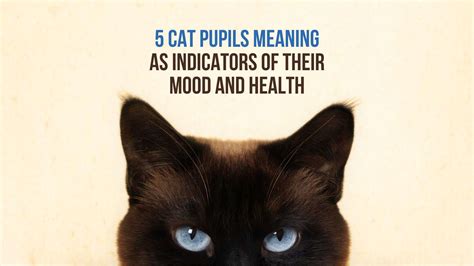 cat eyes meaning pictures|5 Cat Pupils Meaning As Indicators Of Their Mood And Health.